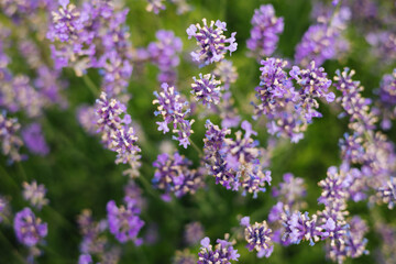 Beautiful lavender flowers in a summer garden.