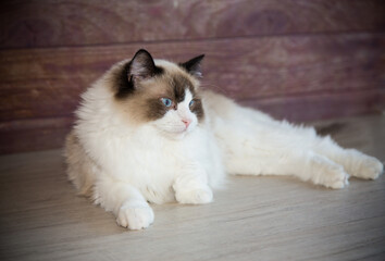Young beautiful purebred Ragdoll cat at home