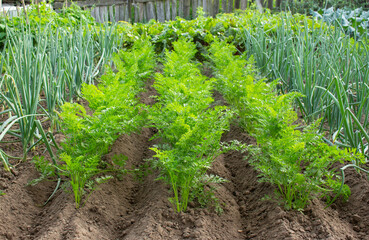 Plants of onions and carrots growing in the beds in the home garden on a summer day. Green vegetable patch.