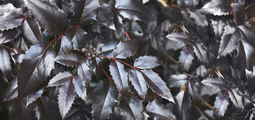 purple bush leaves close. nature spring background. banner