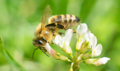 Wasp on a flower