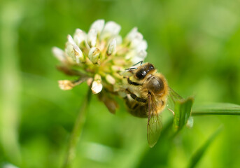 Wasp on a flower