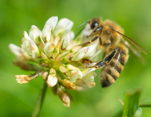 Wasp on a flower