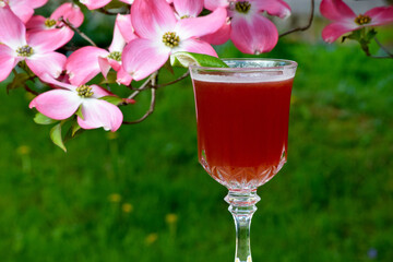 Brandy Coconut Roiboss cocktail with flowering Dogwood background