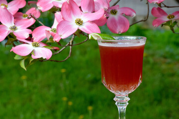 Brandy Coconut Roiboss cocktail with flowering Dogwood background
