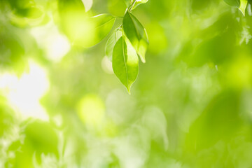 Fototapeta na wymiar Beautiful nature view green leaf on blurred greenery background under sunlight with bokeh and copy space using as background natural plants landscape, ecology wallpaper concept.
