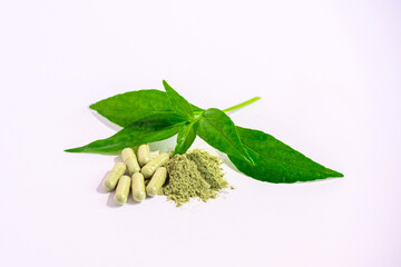 Andrographis paniculata leaves and powder from Andrographis paniculata Thai herbs and Chinese herbs...