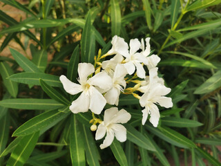 Closeup of white oleander flowers blooming in the garden