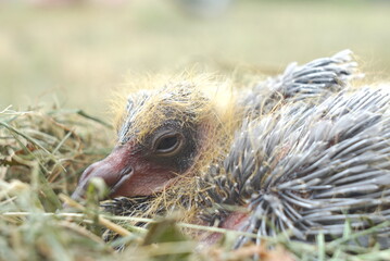 newborn bird in the nest close up