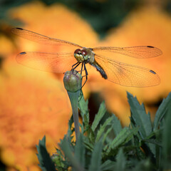 Dragonfly