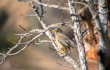bird on a branch in winter