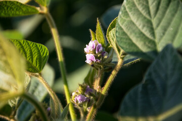 Blooming soybean plant with  flowers on a soybean agricultural field. Soy in the period of active growth.  Selective focus.