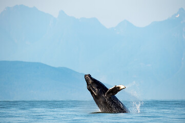 Mesmerizing view of Humpback whale breach jumping in the air