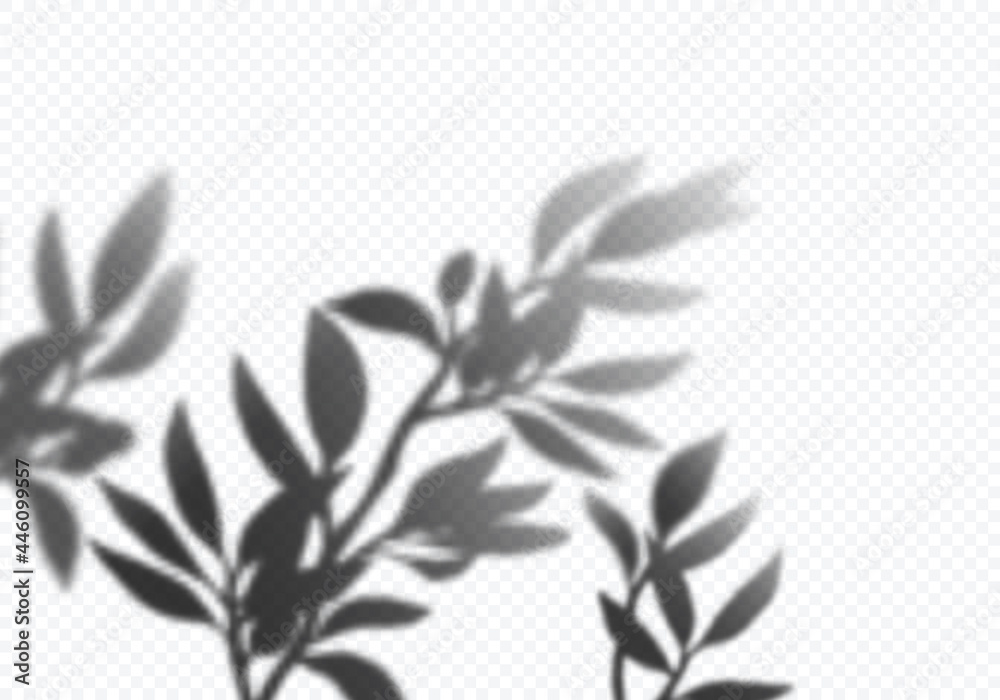 Aufkleber vector transparent shadows of olive leaves. plant overlay effect. decorative design elements for col