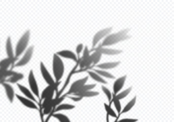 Vector Transparent Shadows of Olive Leaves. Plant Overlay Effect. Decorative Design Elements for Collages and Mockups