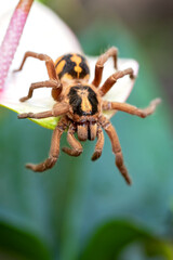 Hapalopus sp. Colombia. Beautiful species of tarantula found in cebtral and south america