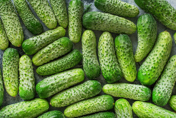background of young fresh and green cucumbers