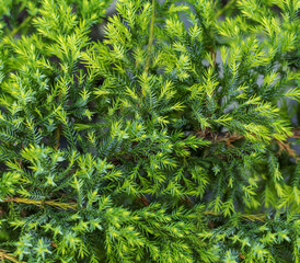 Background from branches of green christmas tree