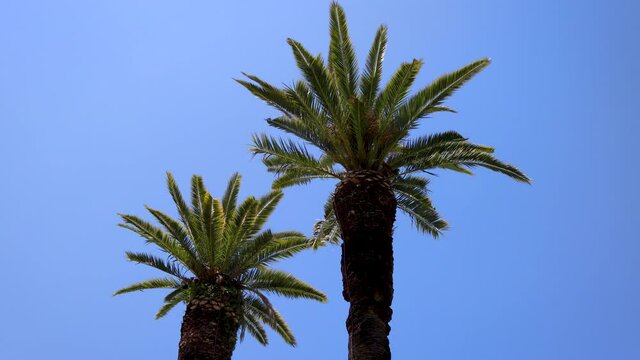 Palms in Achilleion palace on Corfu Island, Greece