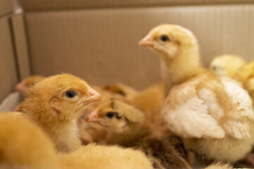 unfocused two yellow little chickens in the hands of a man