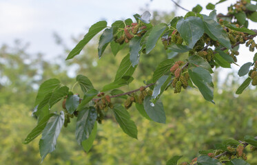 Closeup shot of a branch of Morus alba tree with fruits