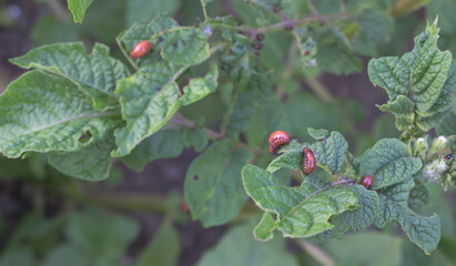 Closeup shot of pests - Leptinotarsa decemlineata in the potato plantation