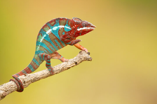 Panther chameleon (Furcifer pardalis) is a species of chameleon found in the eastern and northern parts of Madagascar in a tropical forest biome. Additionally, it has been introduced to R&eacute;union