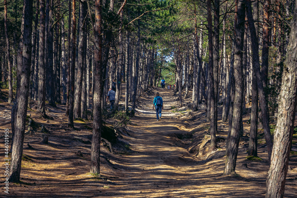 Canvas Prints Footpath in forest in Mierzeja Sarbska nature reserve on the Baltic Sea shore near Leba town, Poland