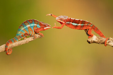 Panther chameleon (Furcifer pardalis) is a species of chameleon found in the eastern and northern parts of Madagascar in a tropical forest biome. Additionally, it has been introduced to Réunion