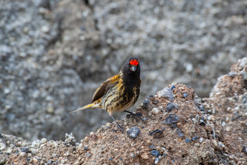 Red-fronted Serin (Serinus pusillus) in its natural habitat.