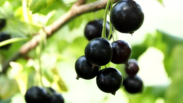 Ripe black currant on a bush on a sunny summer day