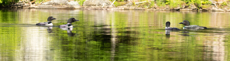 Two pairs of Loons