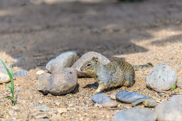 Rock Squirrel Spermophilus variegatus on the ground near Rocks