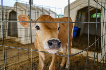 calf in a cage