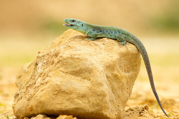 Ocellated lizard or jewelled lizard (Timon lepidus) is a species of lizard in the family Lacertidae (wall lizards). The species is endemic to southwestern Europe. 