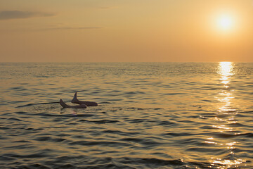 Fototapeta Młodzi przyjaciele kąpią się w morzu o zachodzie słońca. Sepia, backlight, silhouette. obraz