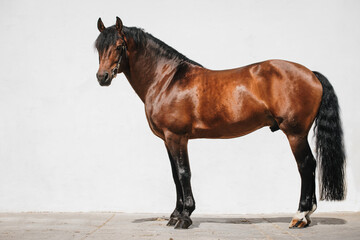 Full body portrait of a franches montagnes horse also known as freiberger - obrazy, fototapety, plakaty