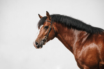 Face portrait of a franches montagnes horse also known as freiberger