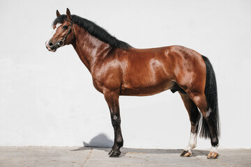 Full body portrait of a franches montagnes horse also known as freiberger