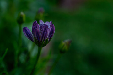 Obraz premium Blue disc daisy in the early morning before it blooms. Purple petals on the underside. 