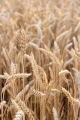 spikelets of wheat close-up. background