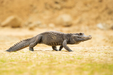 The dwarf crocodile (Osteolaemus tetraspis), also known as the African dwarf crocodile, broad-snouted crocodile (a name more often used for the Asian mugger crocodile) or bony crocodile