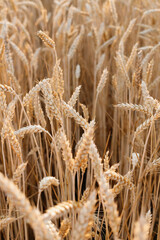 ears of wheat mature background vertical