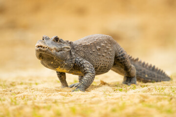 The dwarf crocodile (Osteolaemus tetraspis), also known as the African dwarf crocodile, broad-snouted crocodile (a name more often used for the Asian mugger crocodile) or bony crocodile