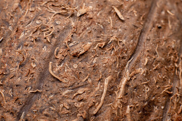 Coconut structure macro. floral background.