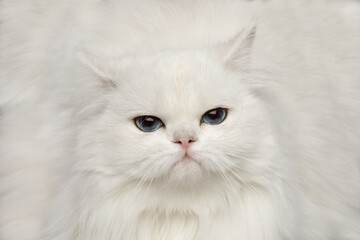 Closeup Portrait of Unhappy British breed Cat, Pure White color with Blue eyes, looking in Camera on Isolated Black Background, front view