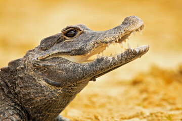 The dwarf crocodile (Osteolaemus tetraspis), also known as the African dwarf crocodile, broad-snouted crocodile (a name more often used for the Asian mugger crocodile) or bony crocodile