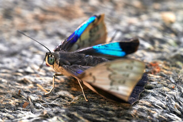 Nahaufnahme eines frisch geschlüpften Blauen Morphofalter Schmetterlings