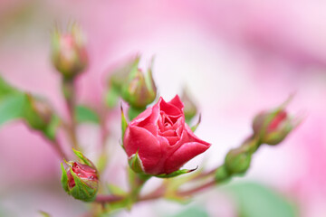 Młody kwiat róży na tle dojrzałego kwiatu róży. Makro, close-up, rozmyte tło, bokeh