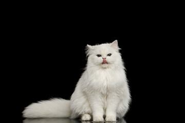 Funny Portrait of British breed Cat White color with Blue eyes, Licking on Isolated Black Background, front view - obrazy, fototapety, plakaty